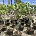 Figovník (Ficus carica) ´BROWN TURKEY´ - výška 300-350 cm, obvod kmeňa: 16/18 cm, kont. C70L (-20°C)